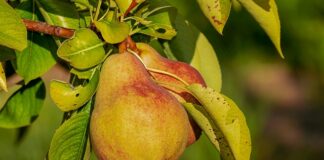 Jaka odżywka do włosów z Rossmanna?