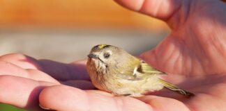 Co jeść gdy jest się osłabionym?