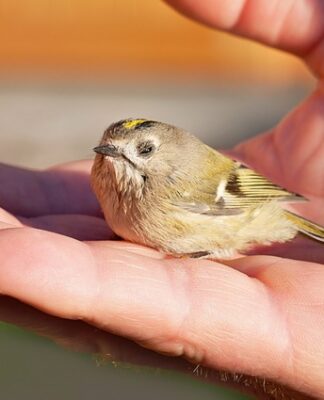 Co jeść gdy jest się osłabionym?