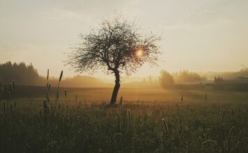 Czy rany należy wietrzyć? Czy rany należy wietrzyć?